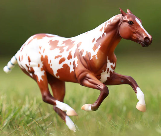 tradidional polo pony mare
