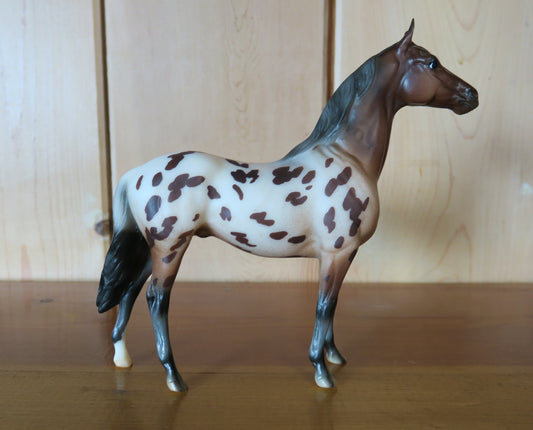 Classic Appaloosa