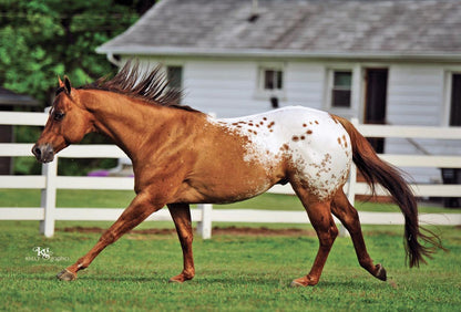 Chocolatey Appaloosa Stallion Model Horse